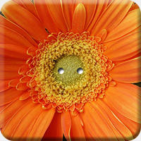 ARANCIO 001 Q