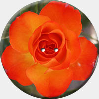 ARANCIO 002 R