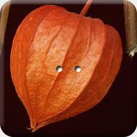 ARANCIO 003 Q