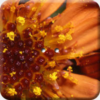 ARANCIO 005 Q