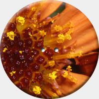 ARANCIO 005 R