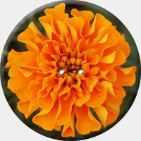 ARANCIO 006 R