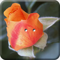 ARANCIO 007 Q