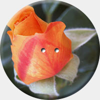 ARANCIO 007 R