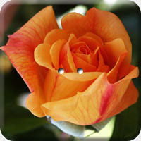 ARANCIO 008 Q