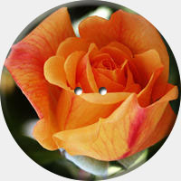 ARANCIO 008 R