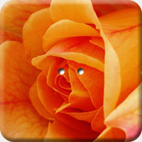ARANCIO 009 Q