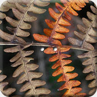 ARANCIO 010 Q