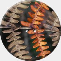 ARANCIO 010 R