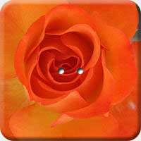 ARANCIO 011 Q