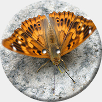 ARANCIO 012 R