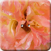 ARANCIO 013 Q